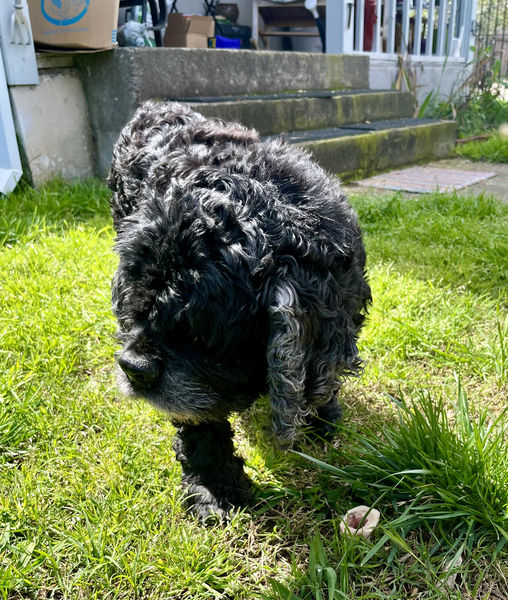 Sammy the Seal (aka Penguin)