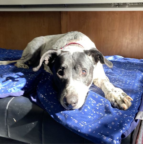 Elska (fka Margarita)