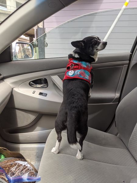 Rogers (fka Flapjack)