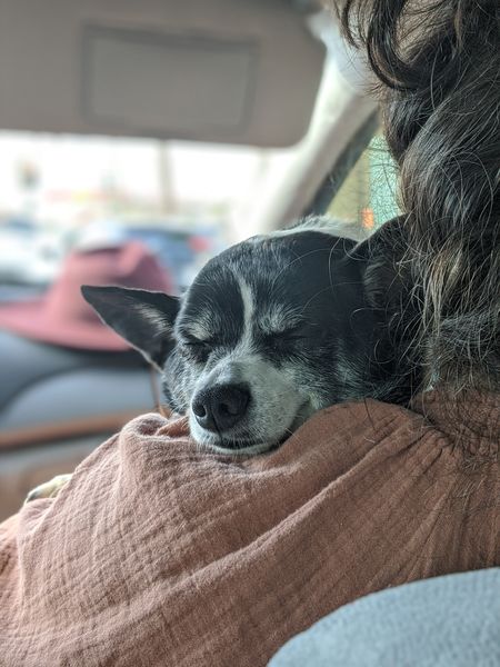 Rogers (fka Flapjack)