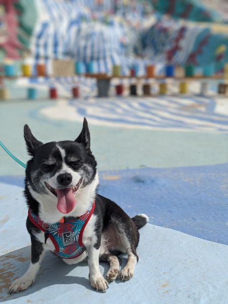 Rogers (fka Flapjack)