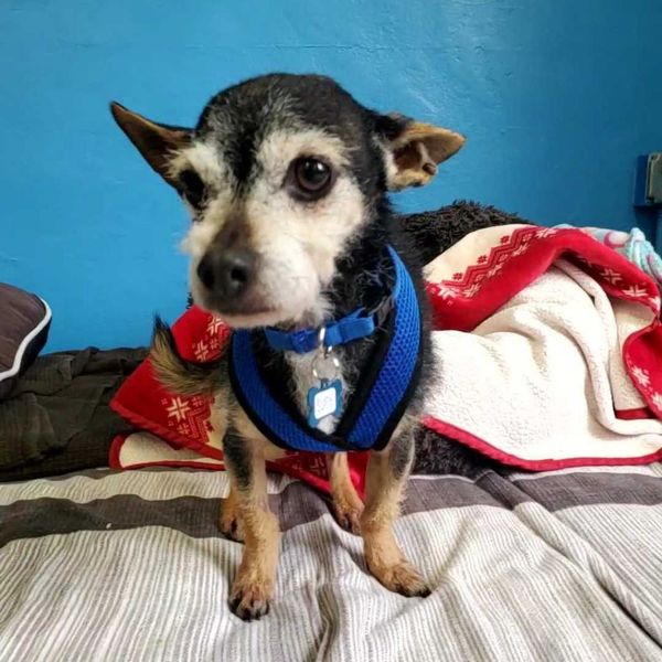 Lupi (fka Sloth) and Bijou (fka Platinum)