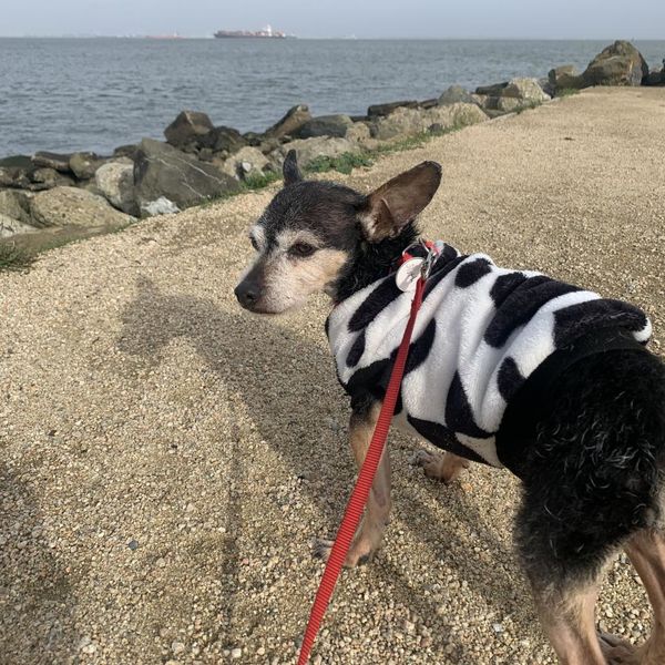 Lupi (fka Sloth) and Bijou (fka Platinum)