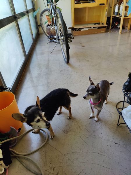 Lupi (fka Sloth) and Bijou (fka Platinum)