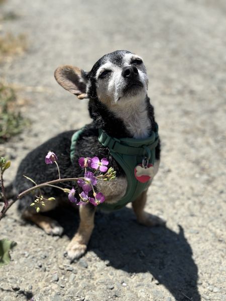 Lupi (fka Sloth) and Bijou (fka Platinum)