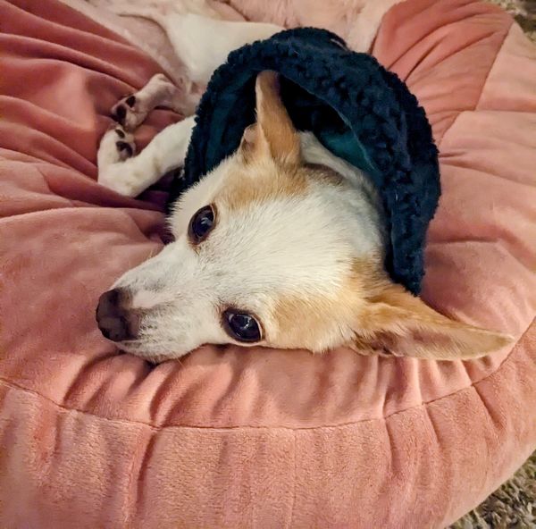 Strawberry (fka Super Bee)