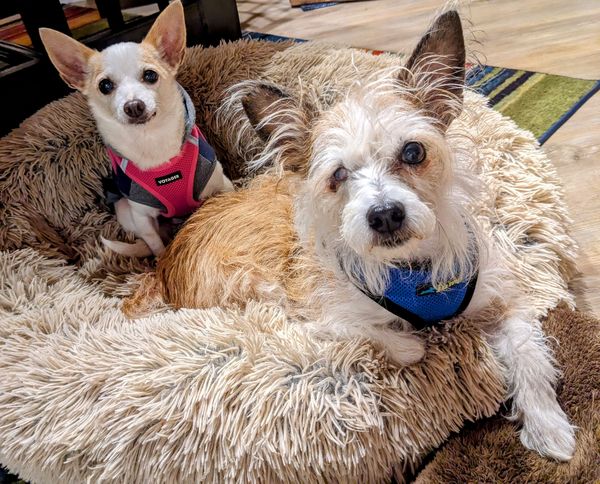 Strawberry (fka Super Bee)