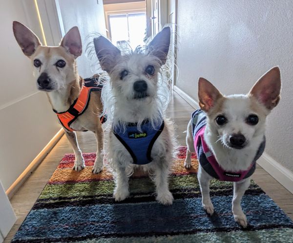 Strawberry (fka Super Bee)