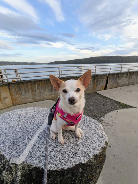 Strawberry (fka Super Bee)