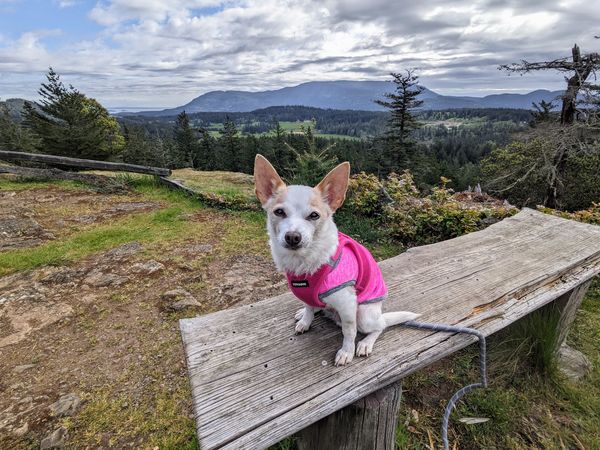 Strawberry (fka Super Bee)