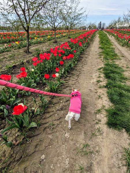 Strawberry (fka Super Bee)