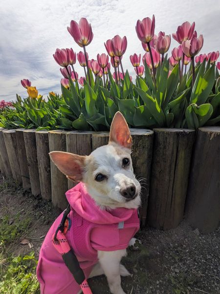 Strawberry (fka Super Bee)