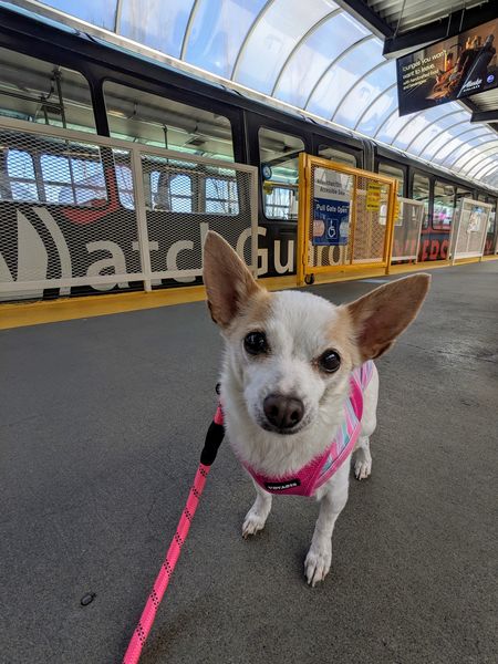 Strawberry (fka Super Bee)