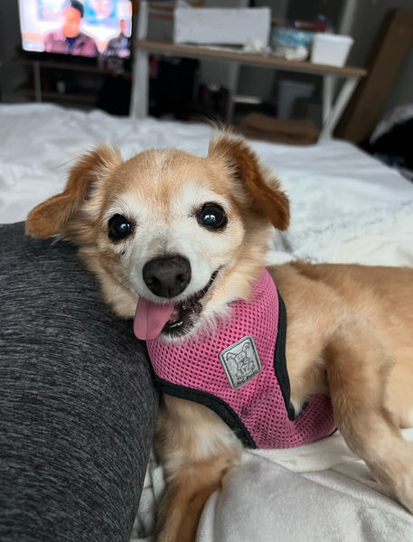 Stella Rose (fka Estrella)