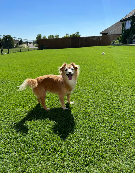 Stella Rose (fka Estrella)