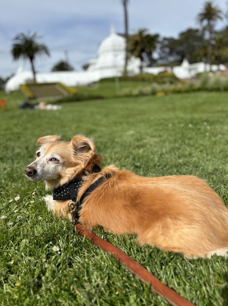 Dottie (fka Valerie)