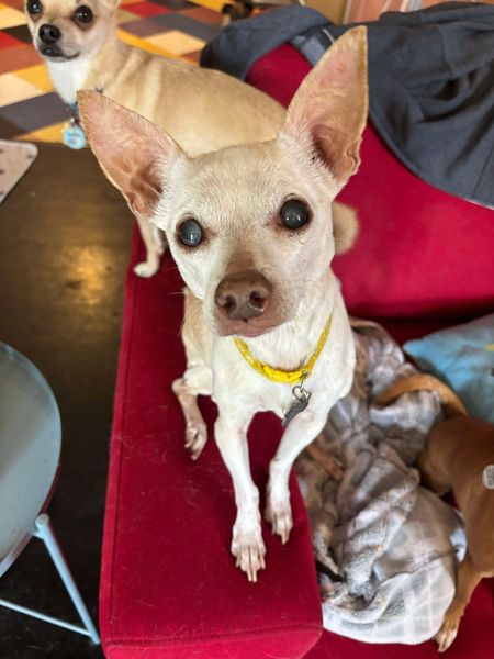 Mudslide and Banana Split