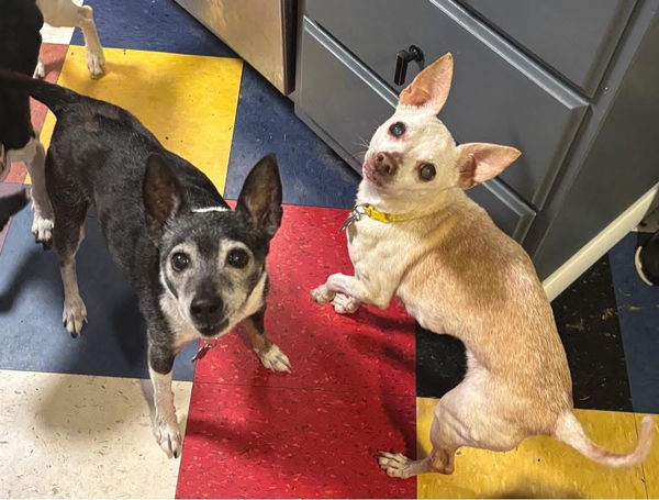 Mudslide and Banana Split