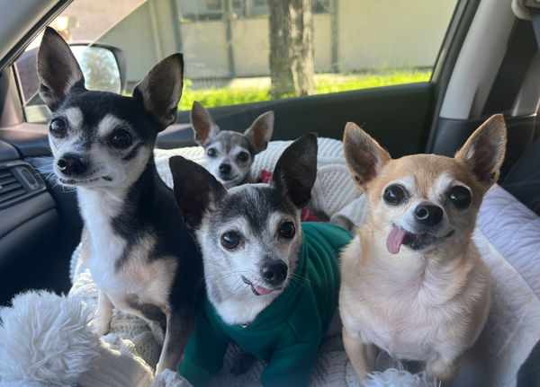 Cheech (fka Atlas) and Chong (fka Chevy)