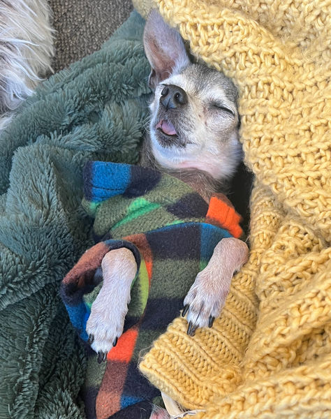 Cheech (fka Atlas) and Chong (fka Chevy)