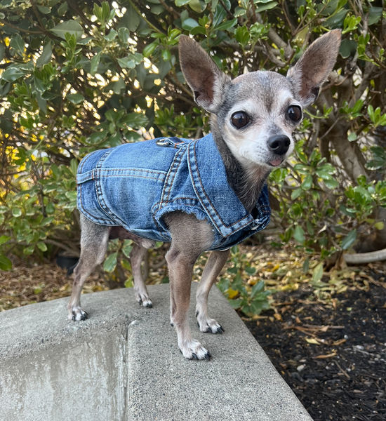 Cheech (fka Atlas) and Chong (fka Chevy)