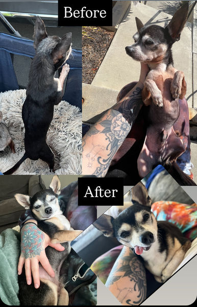 Cheech (fka Atlas) and Chong (fka Chevy)