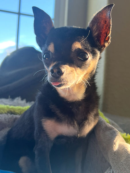 Princess (fka Pixie Stix)