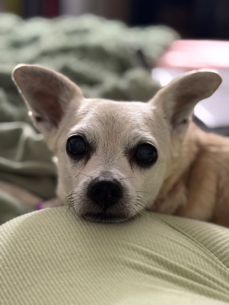 Glinda (fka Skyfall)