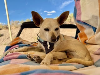 Maverick (fka Stonewall)