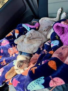 Maverick (fka Stonewall)