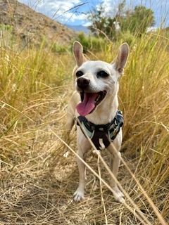 Maverick (fka Stonewall)