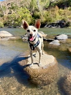 Maverick (fka Stonewall)