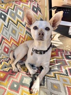 Maverick (fka Stonewall)