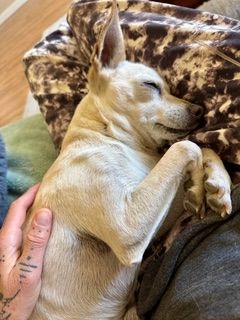 Maverick (fka Stonewall)