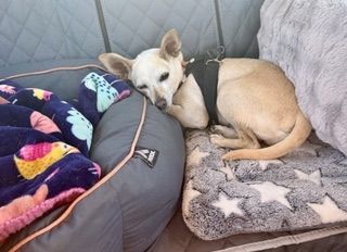 Maverick (fka Stonewall)