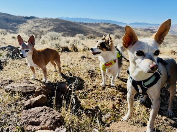 Maverick (fka Stonewall)