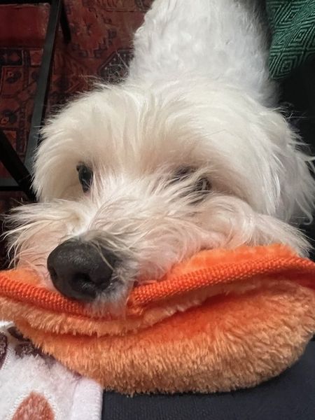 Halloumi (fka Franz)