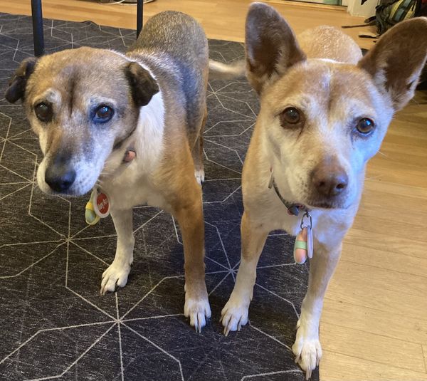 Ginger & Mary Ann (fka Rhonda & Muriel)