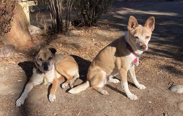 Ginger & Mary Ann (fka Rhonda & Muriel)