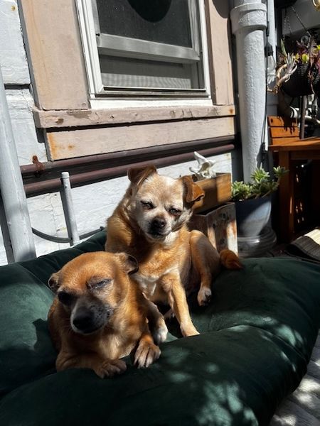 Guillermo (fka Cheez Whiz)