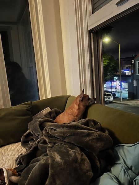 Guillermo (fka Cheez Whiz)