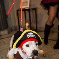 Pooches of the Caribbean