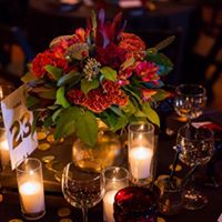 Pooches of the Caribbean