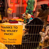 Pooches of the Caribbean