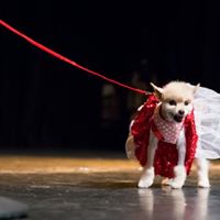 Pooches of the Caribbean