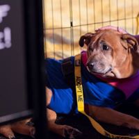 Speakeasy: Bark 3 Times