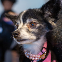 The Golden Age of Hollywoof