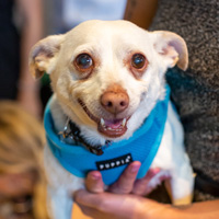 The Golden Age of Hollywoof