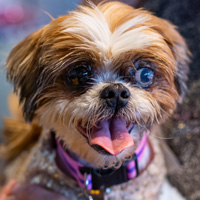 The Golden Age of Hollywoof