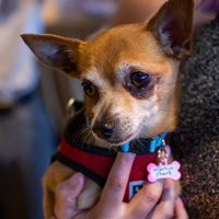 The Golden Age of Hollywoof